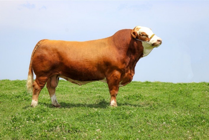 Grandes campeões nacionais Simental, Simbrasil e Simlandês contam com animais do sul, sudeste e centro-oeste