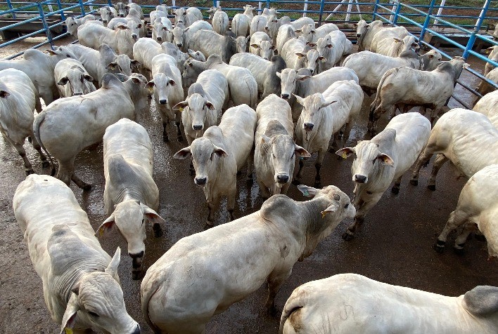 Circuito Nelore de Qualidade 2023 avalia animais jovens, pesados e com boa cobertura de gordura em Senador Canedo (GO)