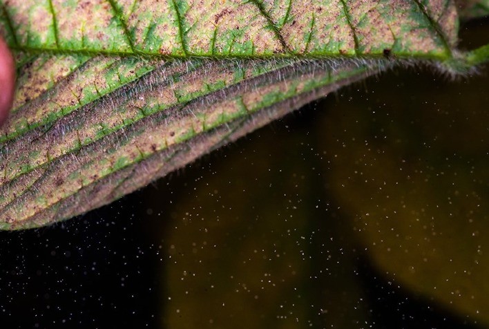 EMBRAPA: Excesso de chuvas pode favorecer incidência precoce da ferrugem da soja