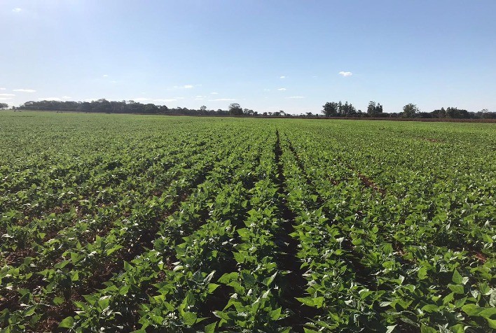 Feijão, por Ibrafe: Hora de avaliar os estragos