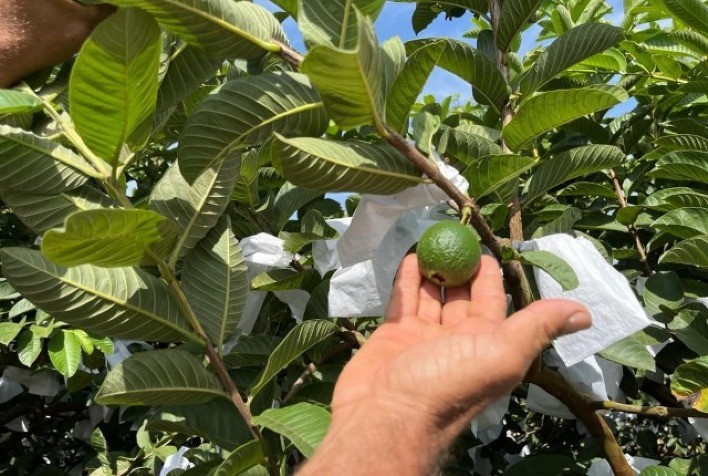 AGRO: Goiaba, cultura agrega valor para os produtores de Carlópolis (PR)