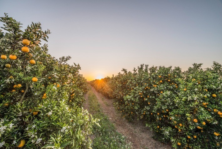 Citrosuco Obtém Empréstimo 'Verde' de US＄ 100 Milhões Vinculado aos seus Compromissos ESG