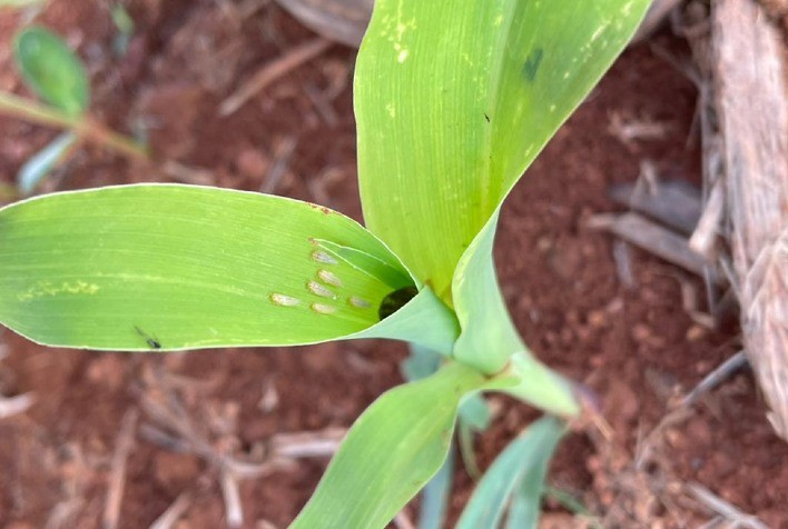 Bayer apresenta leque de soluções para minimizar os impactos causados pela cigarrinha do milho