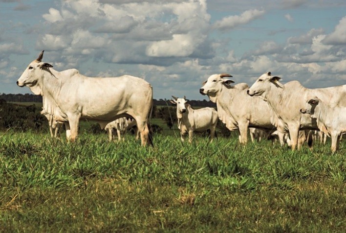 Minerva Foods, Biogénesis Bagó e Phibro Saúde Animal anunciam os resultados da 5ª edição do Programa de Eficiência de Carcaça (PEC)