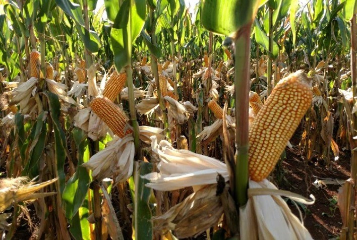 No agro, “Black Friday” se torna “Black Month”