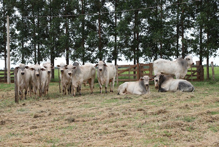 80º Leilão Nelore Mocho CV faturou R$ 2,39 mi com a venda de 192 animais