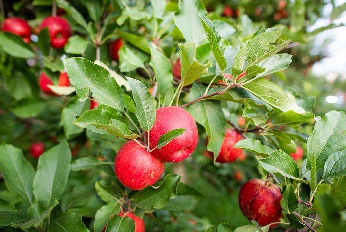 CNA debate rastreabilidade e exportação de frutas