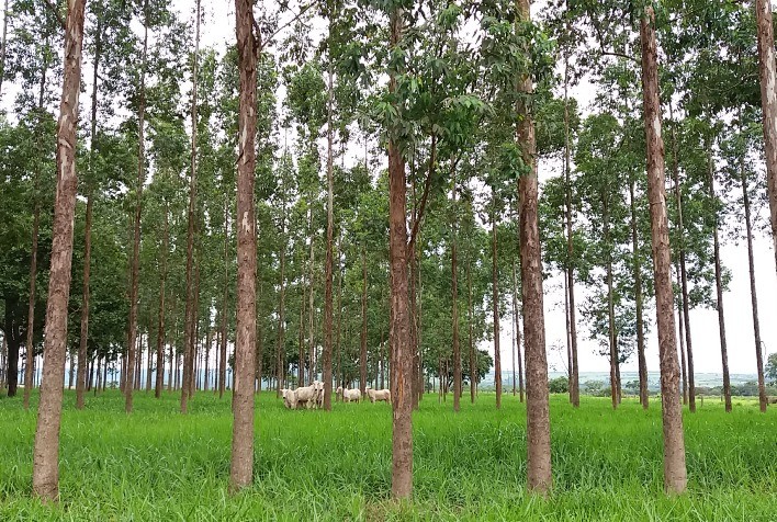 Integração Lavoura-Pecuária-Floresta otimiza o sistema de produção e preserva o meio ambiente