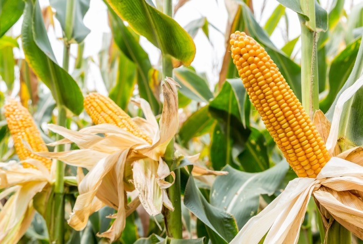 Fórum Getap Inverno apresentará os campeões de produtividade no milho de 2023