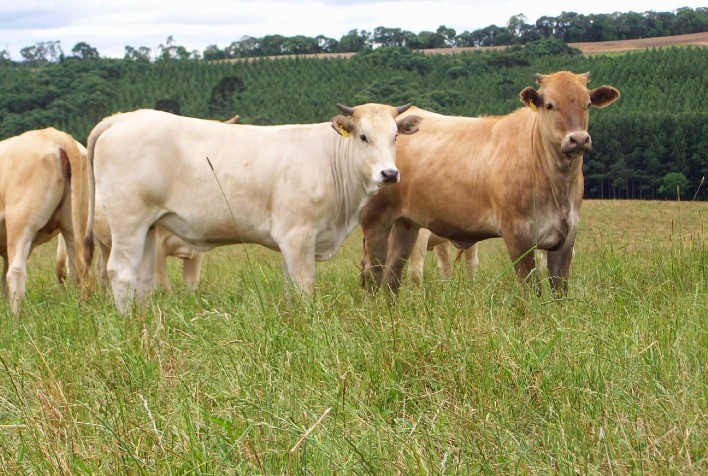 Queda da Selic fará com que produtor animal opte cada vez mais por financiamentos, analisa especialista