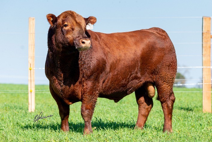 Genética Red Angus gaúcha é nova opção no mercado de sêmen nacional