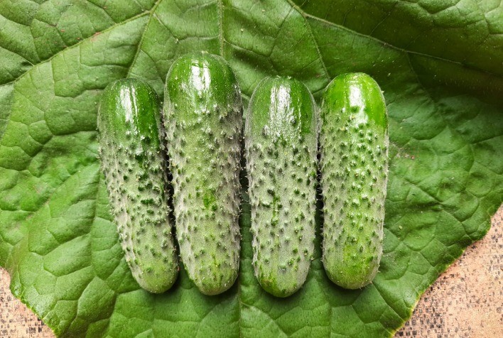 Pepinos híbridos oferecem maior produtividade e tolerância a doenças mesmo em épocas de chuva