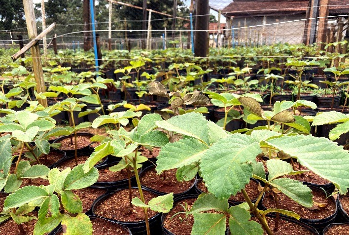 Pequi sem espinhos: formulário para aquisição de mudas está disponível no site da Emater