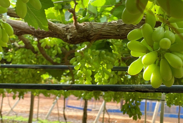 Irrigação por gotejamento para produção de uva para vinho de inverno