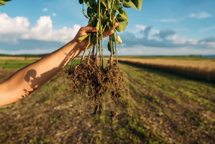 Bioativador vegetal que controla nematoides pode ser associado a fertilizantes