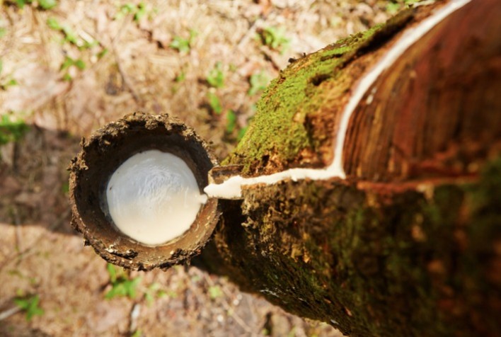 Conab lança leilão de apoio à comercialização de borracha