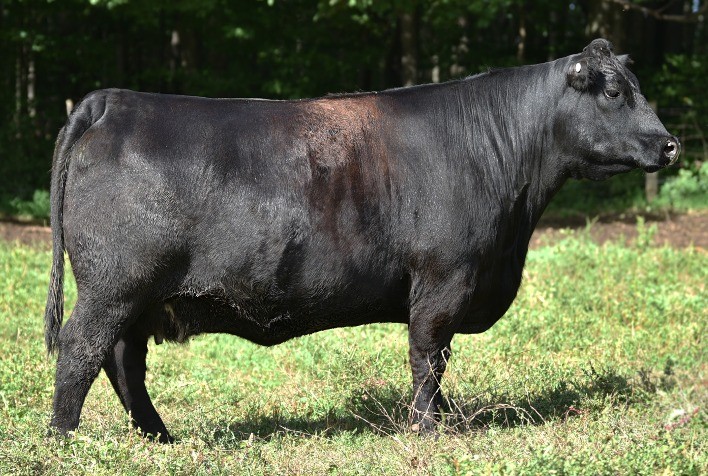 SEMEX lança mundialmente o Programa Progenesis Beef