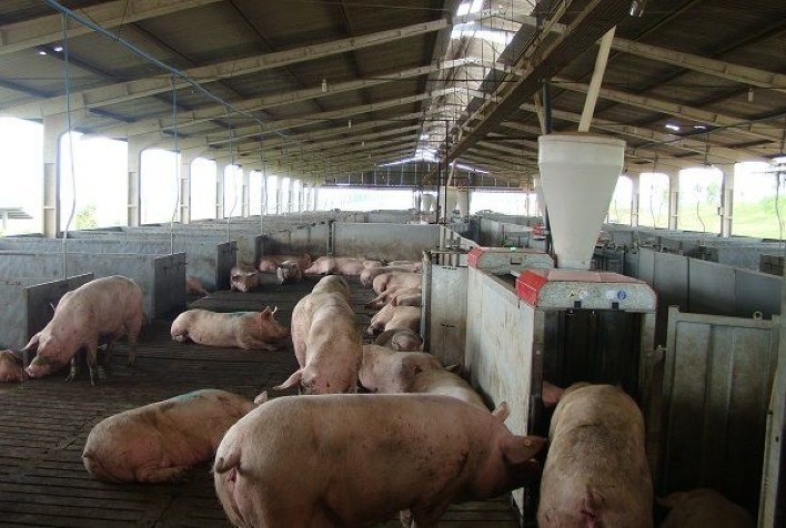 Desempenho do suíno, na granja, na 45ª semana de 2023