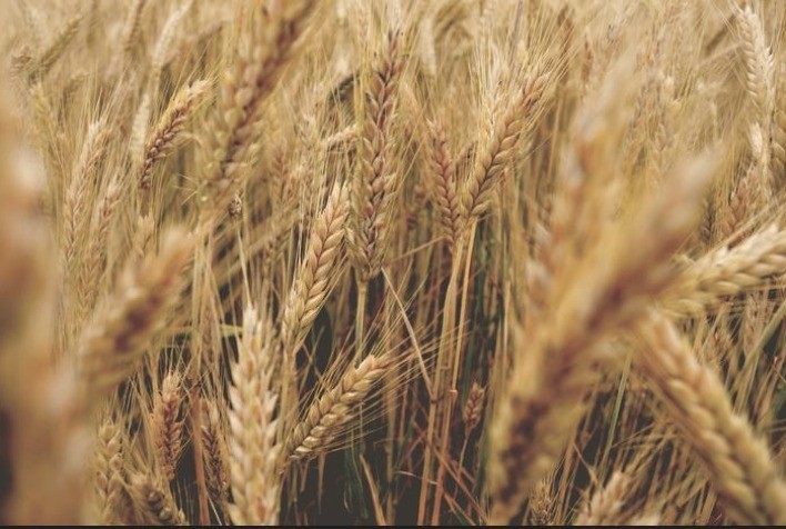 TRIGO TROPICAL: Como o Mapa e a Embrapa trabalham para aumentar a produção do cereal no Brasil