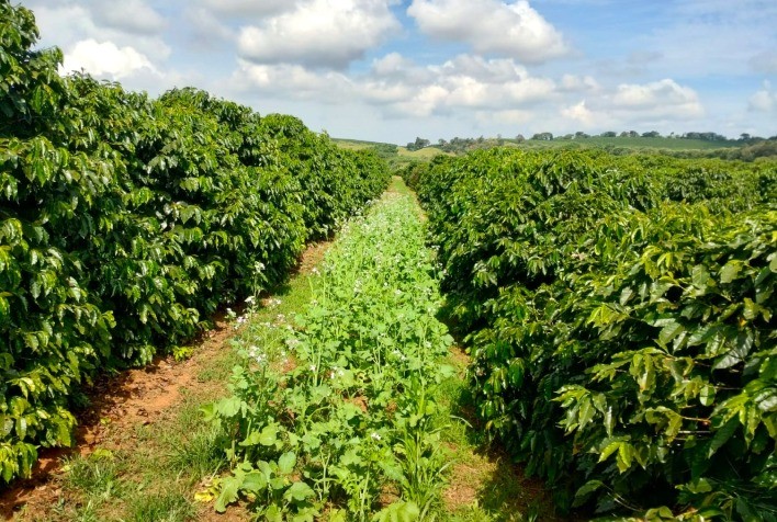 Emater-MG incentiva uso de plantas de cobertura para proteção do solo em lavouras de café, frutas e grãos