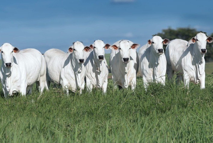 Leilão Virtual Terra Boa Nelore oferta 60 touros e fêmeas Nelore com registros definitivos