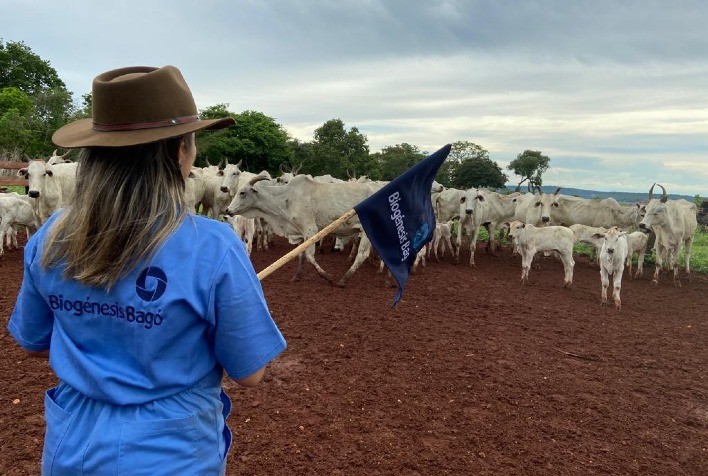 Como minimizar os impactos do estresse térmico em bovinos