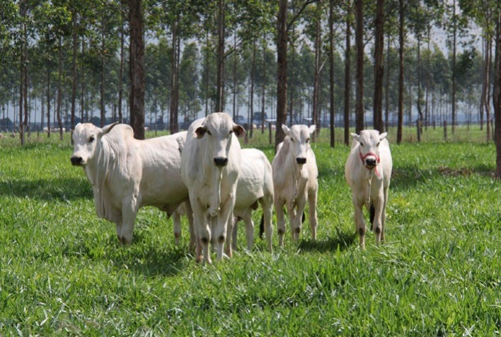 Sistemas ILPF mitigam emissão de gases de efeito estufa no bioma Amazônia