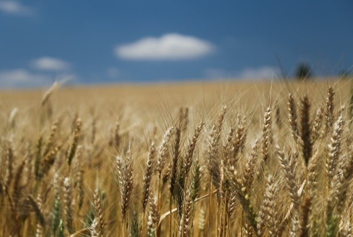 Strategie Grains prevê área menor de trigo soft na UE 2024 após chuvas