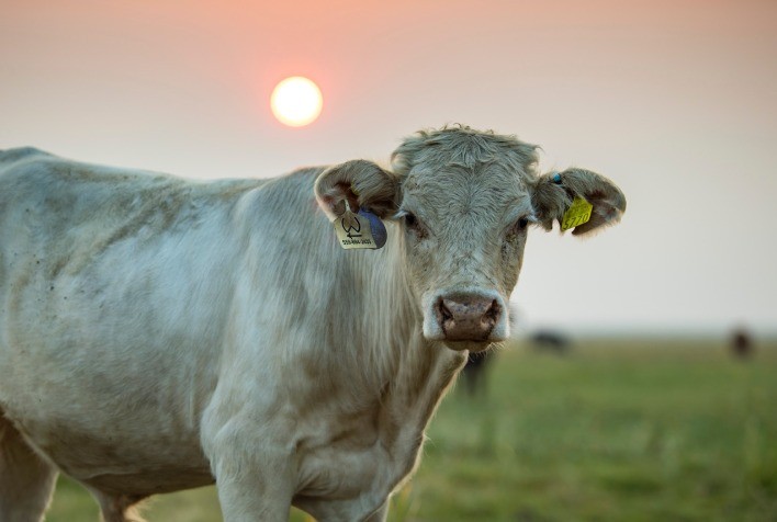 Altas temperaturas aumentam risco de estresse térmico e prejudica desempenho dos bovinos