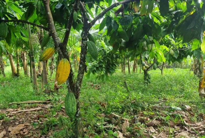Plantio de árvores nativas da Amazônia recupera áreas de preservação permanente no Sudeste do Pará