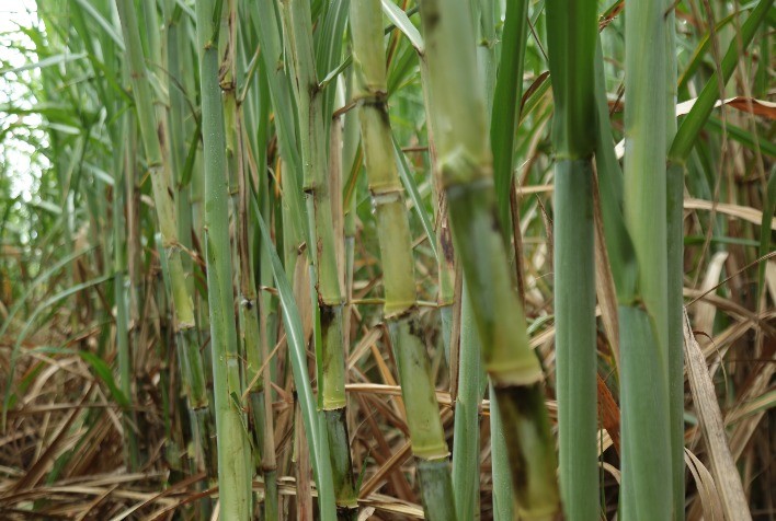 Nutrição eficiente melhora ganhos na rentabilidade do canavial