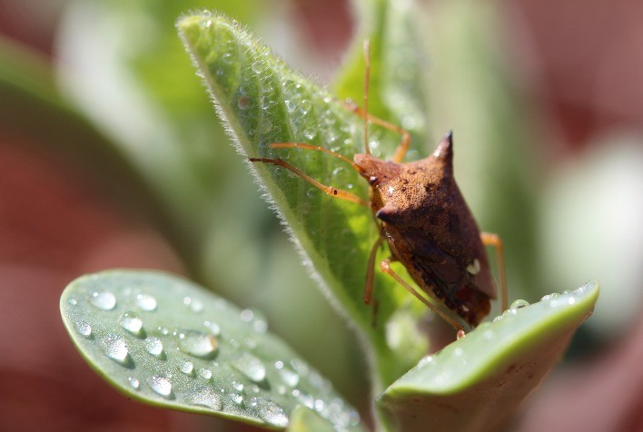 Com a maior ocorrência de pragas favorecida pelas altas temperaturas, agricultor deve monitorar sua lavoura com mais frequência nesta safra