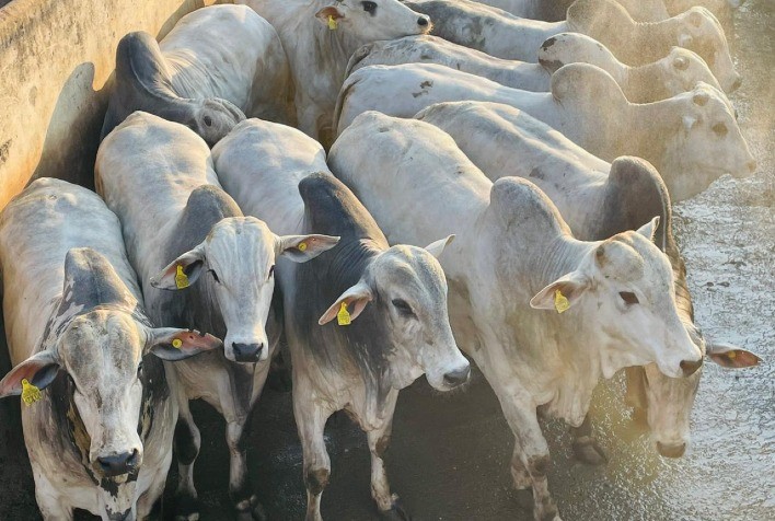 Circuito Nelore de Qualidade chega à 28ª etapa nacional, em Diamantino (MT)