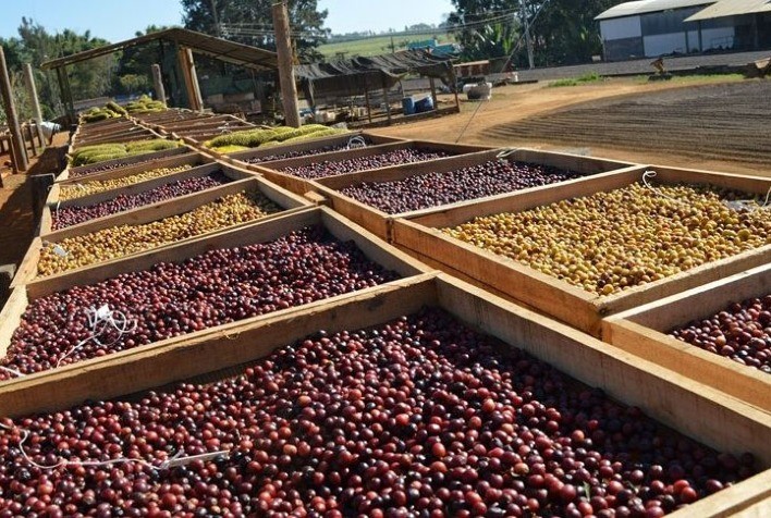 Vendas da safra 2023 de café aceleram com melhora nos preços
