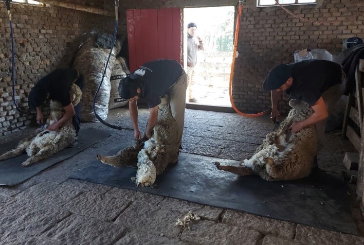 Criador deve eliminar contaminantes antes de levar ovinos para a esquila