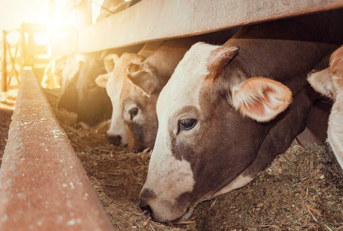 Avanços científicos revelam a importância imprescindível da saúde intestinal dos animais