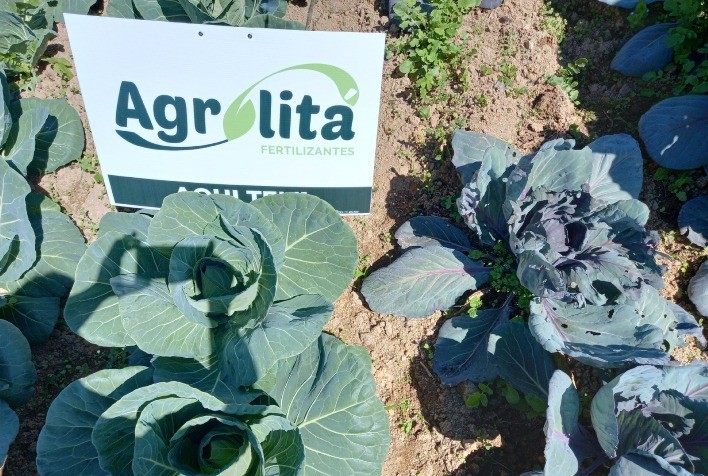 Nutrição do solo com óxido de cálcio aumenta tempo de prateleira das frutas e verduras e reduz desperdícios