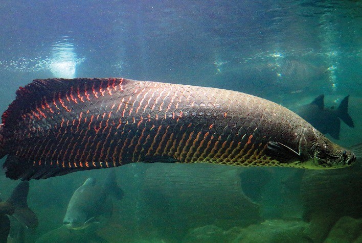 Agronorte leva linha completa de rações para peixes ao IFC Amazônia, em Belém