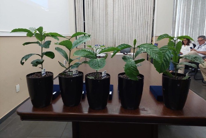 IAC lança porta-enxerto de café multirresistente a nematoides
