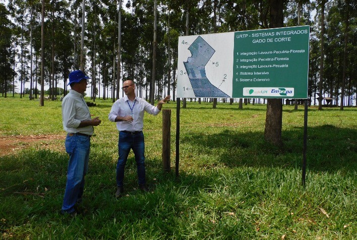 Bem-estar animal está associado a ganhos de produtividade, diz Embrapa