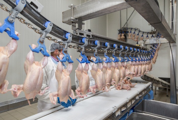 Desempenho do frango abatido na 46ª semana de 2023, terceira do mês de novembro
