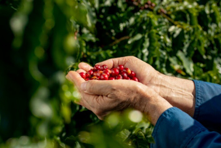 Produção de café da Colômbia deve aumentar para 11,5 mi scs em 2023/24 – USDA