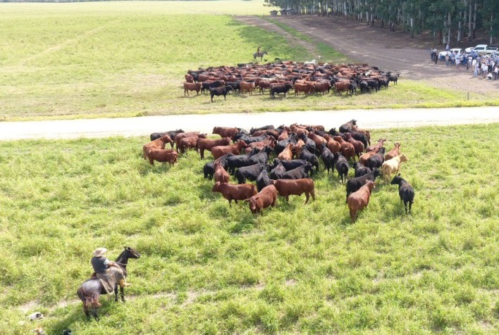 Mercado pecuário tende a uma leve recuperação até o final deste ano
