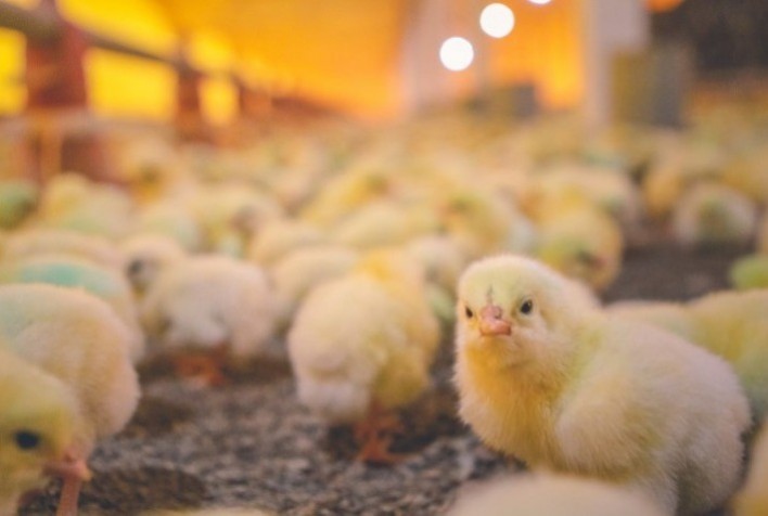 Embarques de genética avícola crescem 74,6% em 2023