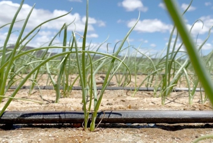 Netafim amplia o portfólio com foco nas necessidades de agricultores brasileiros