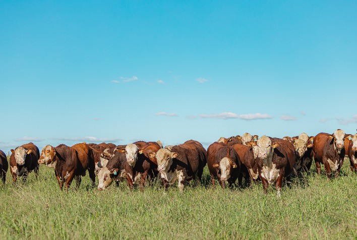 Avanços genéticos serão debatidos em curso do programa PampaPlus em Bagé