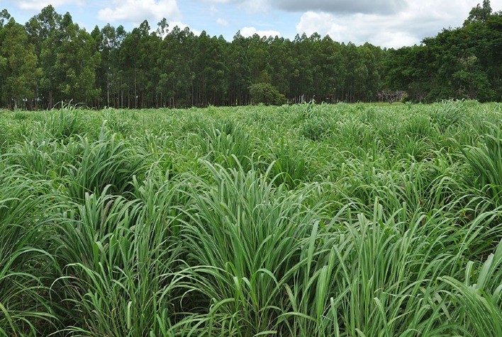 Nova cultivar de capim-andropogon apresenta maior produtividade em áreas de baixa fertilidade