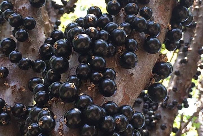 Jabuticaba Alcança Segundo Lugar em Ranking Mundial e Supera Açaí