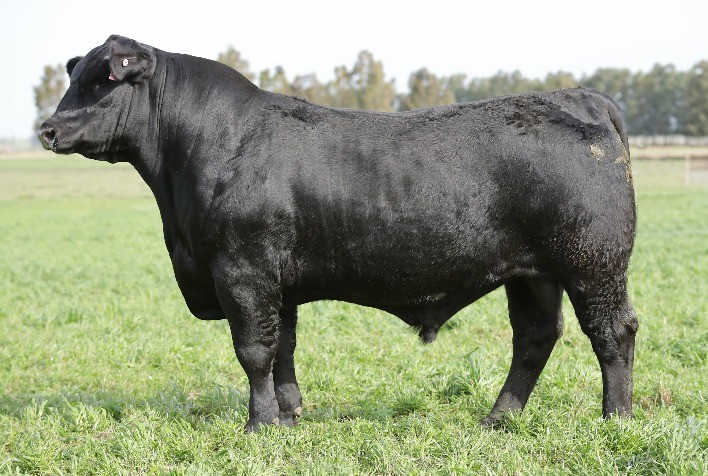 Mercado de sêmen tem nova opção de genética Ultrablack gaúcha
