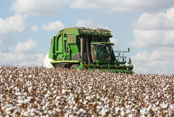 Falta de limpeza de fuso da colhedora gera perda no algodão